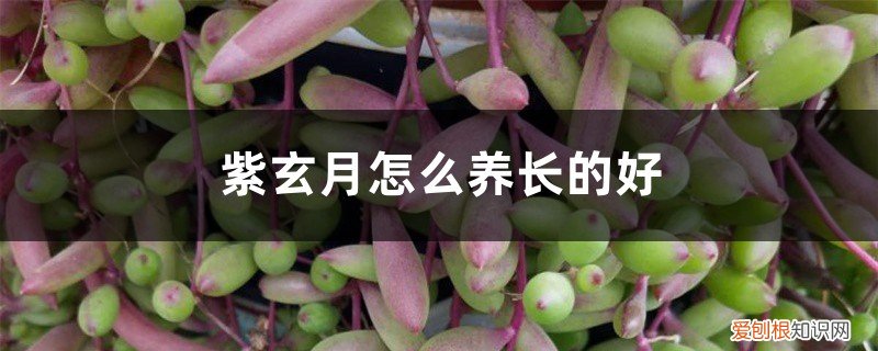 紫玄月好养吗? 紫玄月怎么养长的好