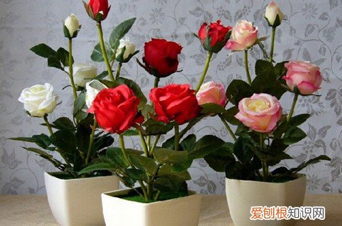 图 玫瑰花怎么移植 如何移植玫瑰花