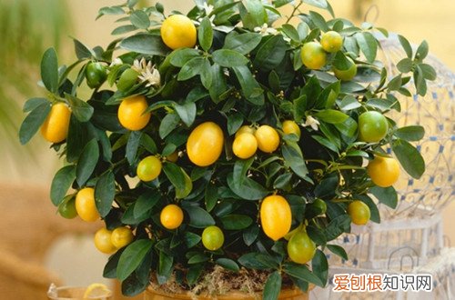 图 金橘落叶怎么办 金橘掉叶的原因