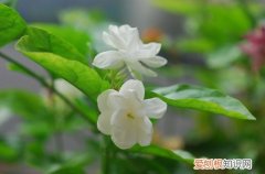 图 茉莉花的养殖技术与注意事项(茉莉花家庭养殖方法和注意事项)