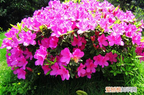 图 杜鹃花怎么剪枝 杜鹃花后该如何修剪