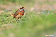 蓝靛颏公母区别，靛颏公母怎么分