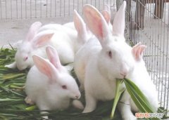 新西兰兔寿命，新西兰兔寿命多长