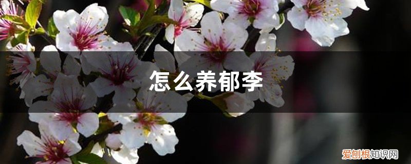 郁李生长环境 怎么养郁李