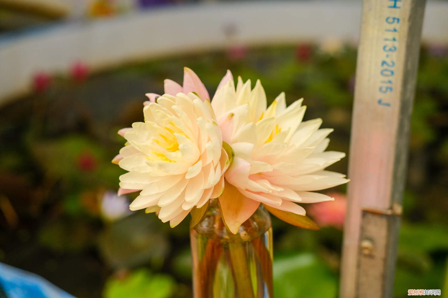 延药睡莲和睡莲的区别 延药睡莲如何养