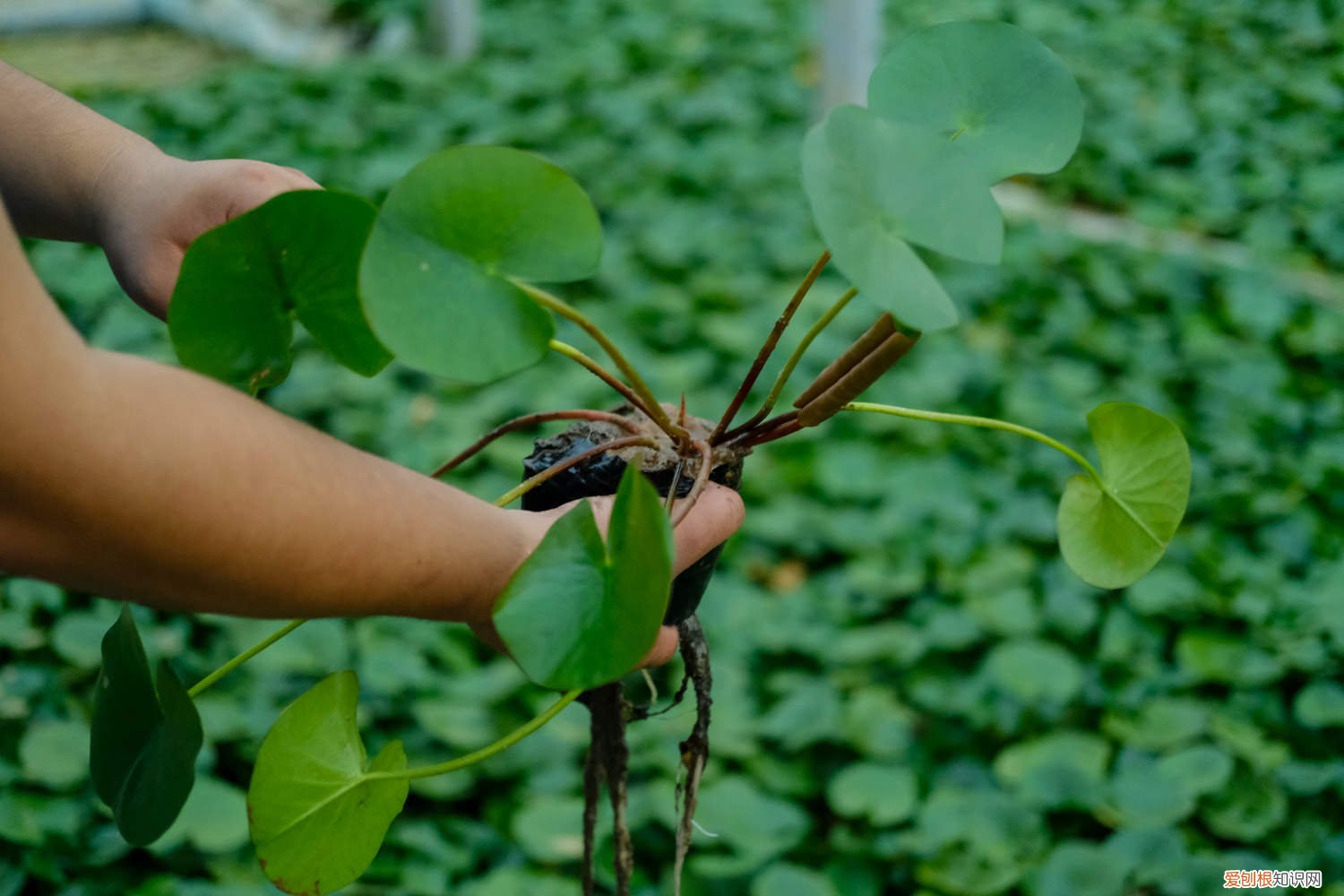 延药睡莲和睡莲的区别 延药睡莲如何养
