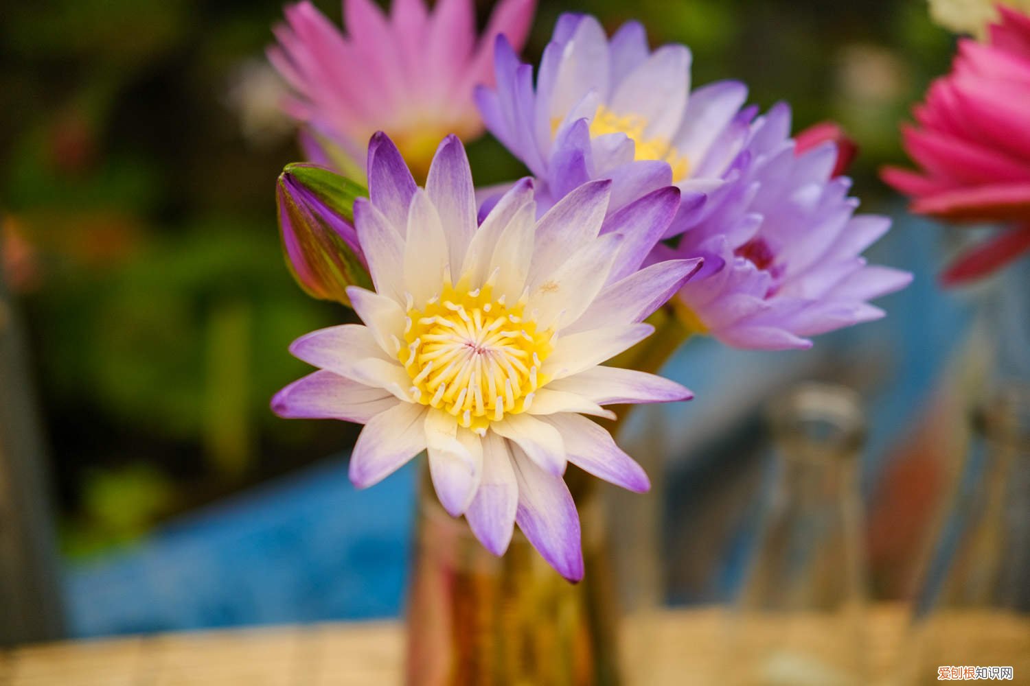 延药睡莲和睡莲的区别 延药睡莲如何养