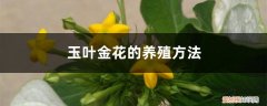 金玉玉叶花怎么养 玉叶金花的养殖方法