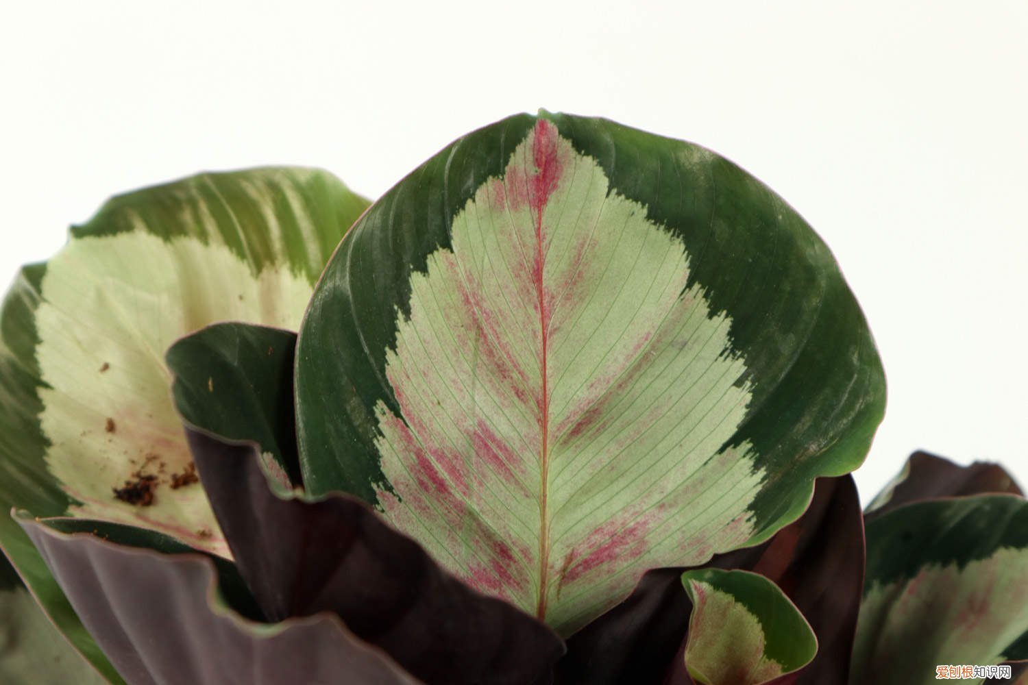 竹芋好不好养 竹芋怎么养长的好