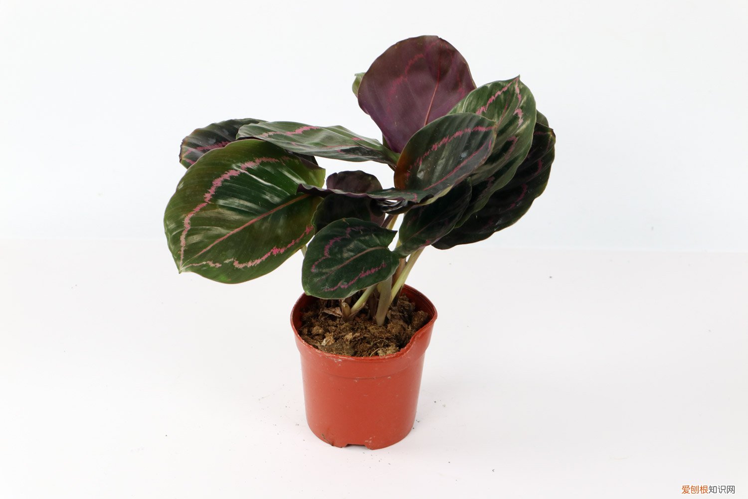 竹芋好不好养 竹芋怎么养长的好