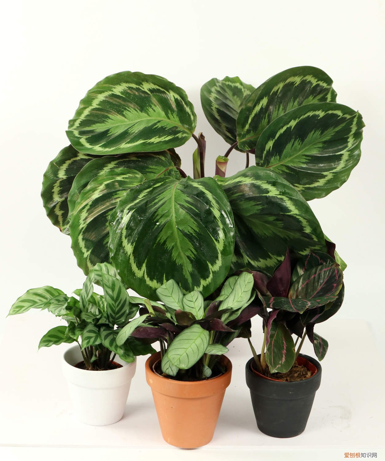 竹芋好不好养 竹芋怎么养长的好