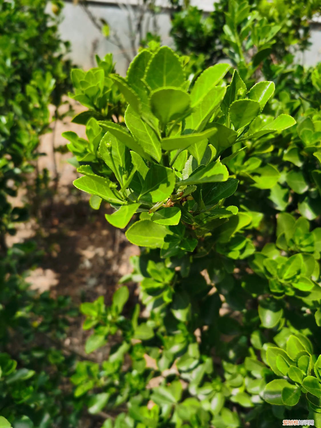 卫矛用什么土种 卫矛的养殖方法