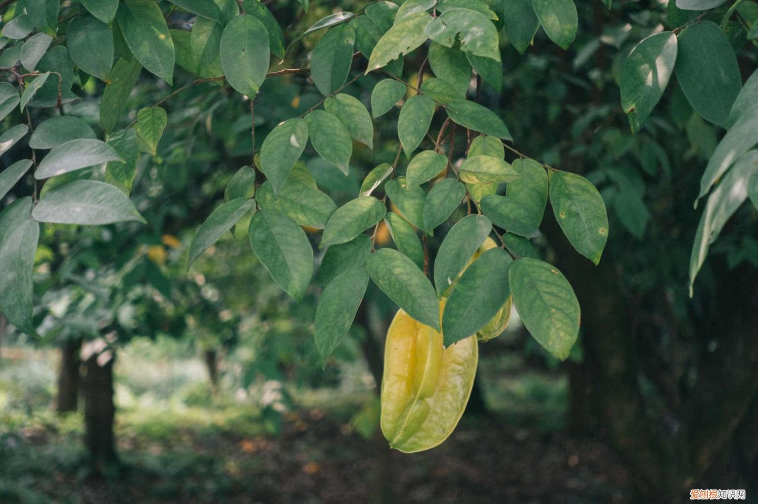 杨桃怎么栽培 怎么养杨桃