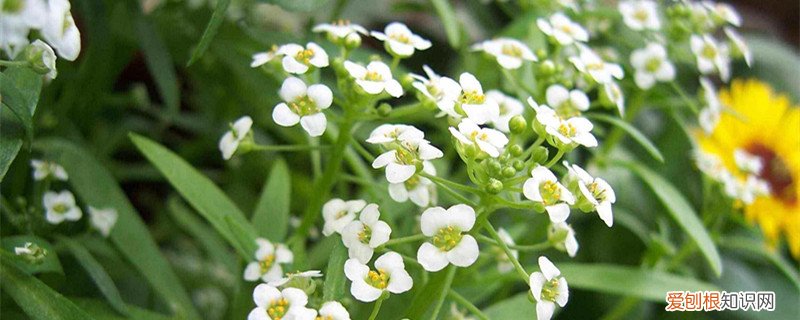 香雪球养日记 香雪球怎么养