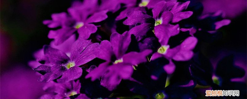 香水草的养殖方法视频 香水草的养殖方法