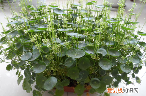 图 铜钱草怎么养 铜钱草开花好不好