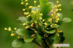 图 米兰怎么养 盆栽米兰的养殖方法