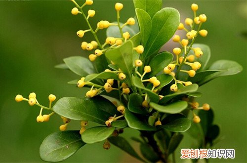 图 米兰怎么养 盆栽米兰的养殖方法