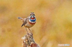 蓝靛颏的挑选，蓝靛颏品相图解及名称