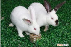 獭兔吃什么食物，獭兔吃什么食物长得快