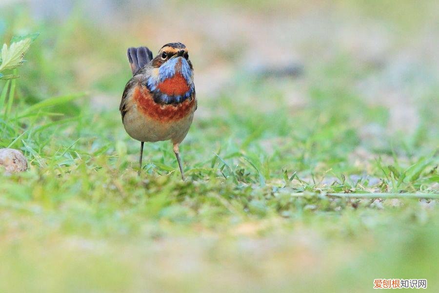 蓝靛颏鸟的挑选，蓝靛颏幼鸟