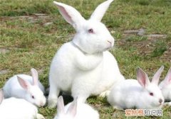 新西兰兔价格，新西兰兔子多少钱一只