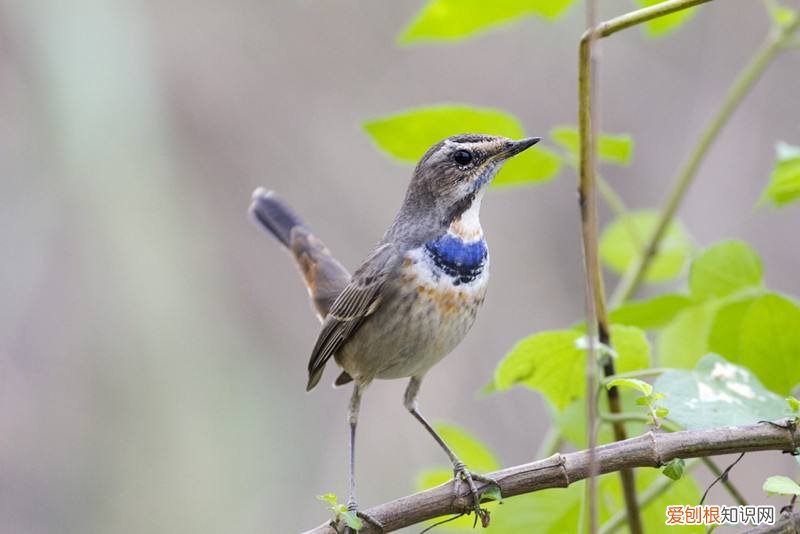 蓝点颏的挑选，蓝点颏什么样的好