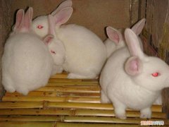 新西兰黑兔多少钱，新西兰种兔多少钱一只