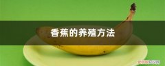 香蕉树的养殖方法 香蕉的养殖方法