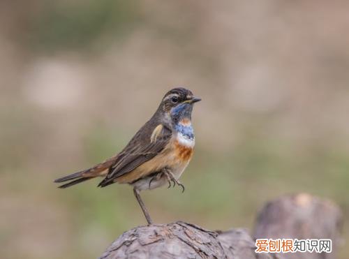 蓝点颏怎么开食，蓝点颏开食了瘦和没绑翅膀有关系吗