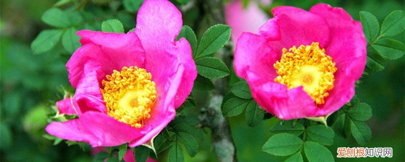 缫丝花的养殖方法和过程 缫丝花的养殖方法