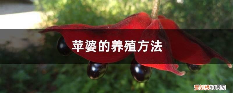 苹婆种植多久结果 苹婆的养殖方法
