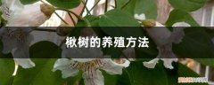 楸子树种植技术 楸树的养殖方法
