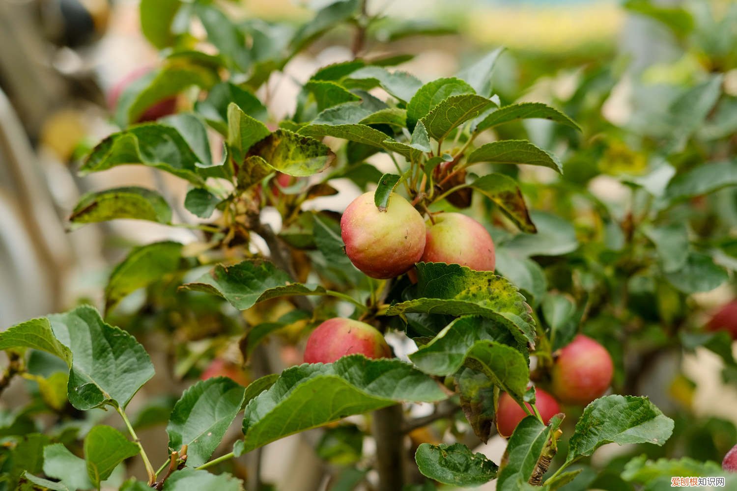 海棠树插枝条能活吗 海棠插枝能活吗