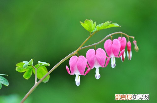 图 荷包牡丹怎么养 荷包牡丹的养殖方法