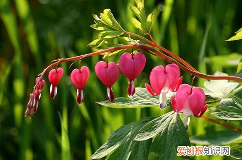 图 荷包牡丹怎么养 荷包牡丹的养殖方法