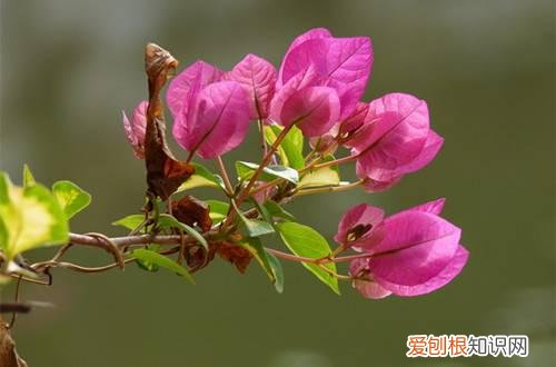 图 三角梅花期要怎么管理 三角梅花期管理方法