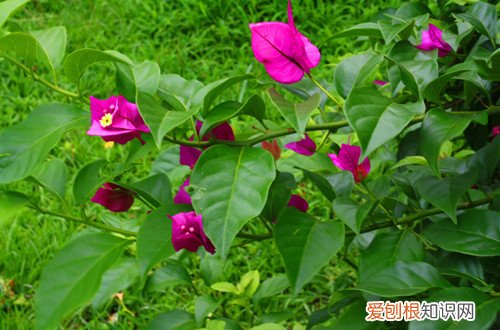 图 三角梅花期要怎么管理 三角梅花期管理方法