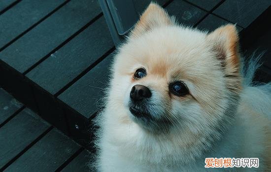 狗狗得急性脑炎的原因 狗狗得急性脑炎的诱因是什么