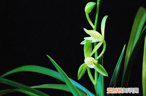 图 兰花管理知识 兰花养护知识要点