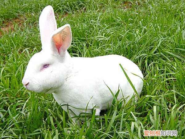 獭兔饲料，獭兔饲料配方