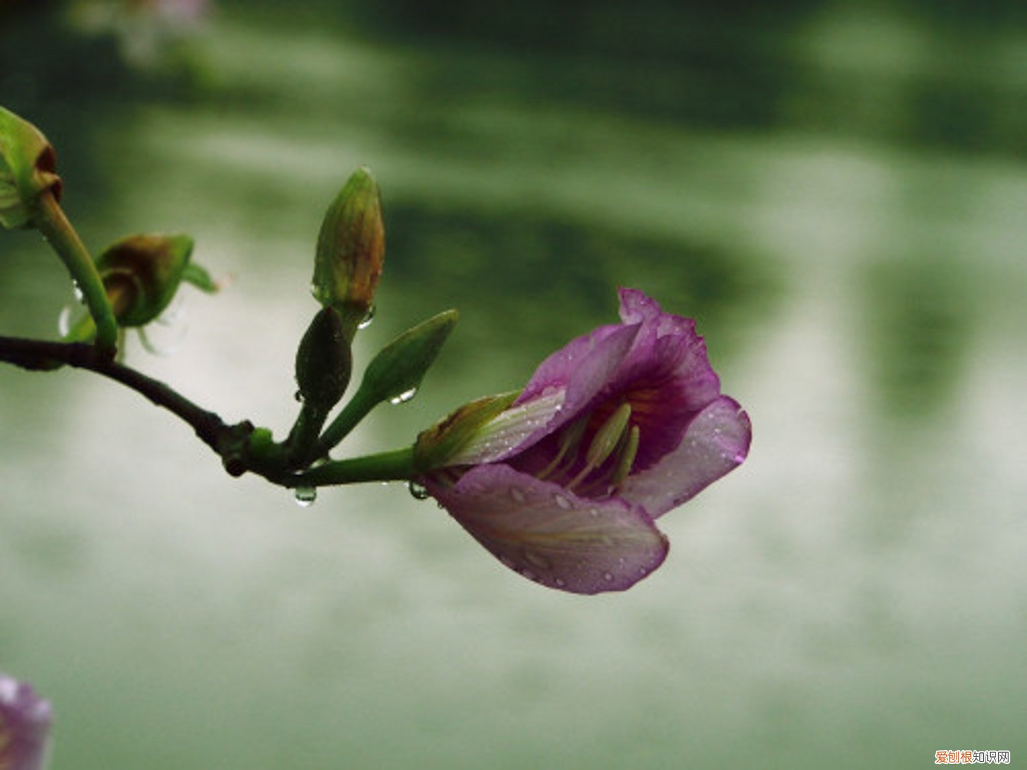 羊蹄甲怎么养 羊蹄甲的养殖方法