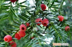 图 红豆杉怎么养 红豆杉的养殖方法
