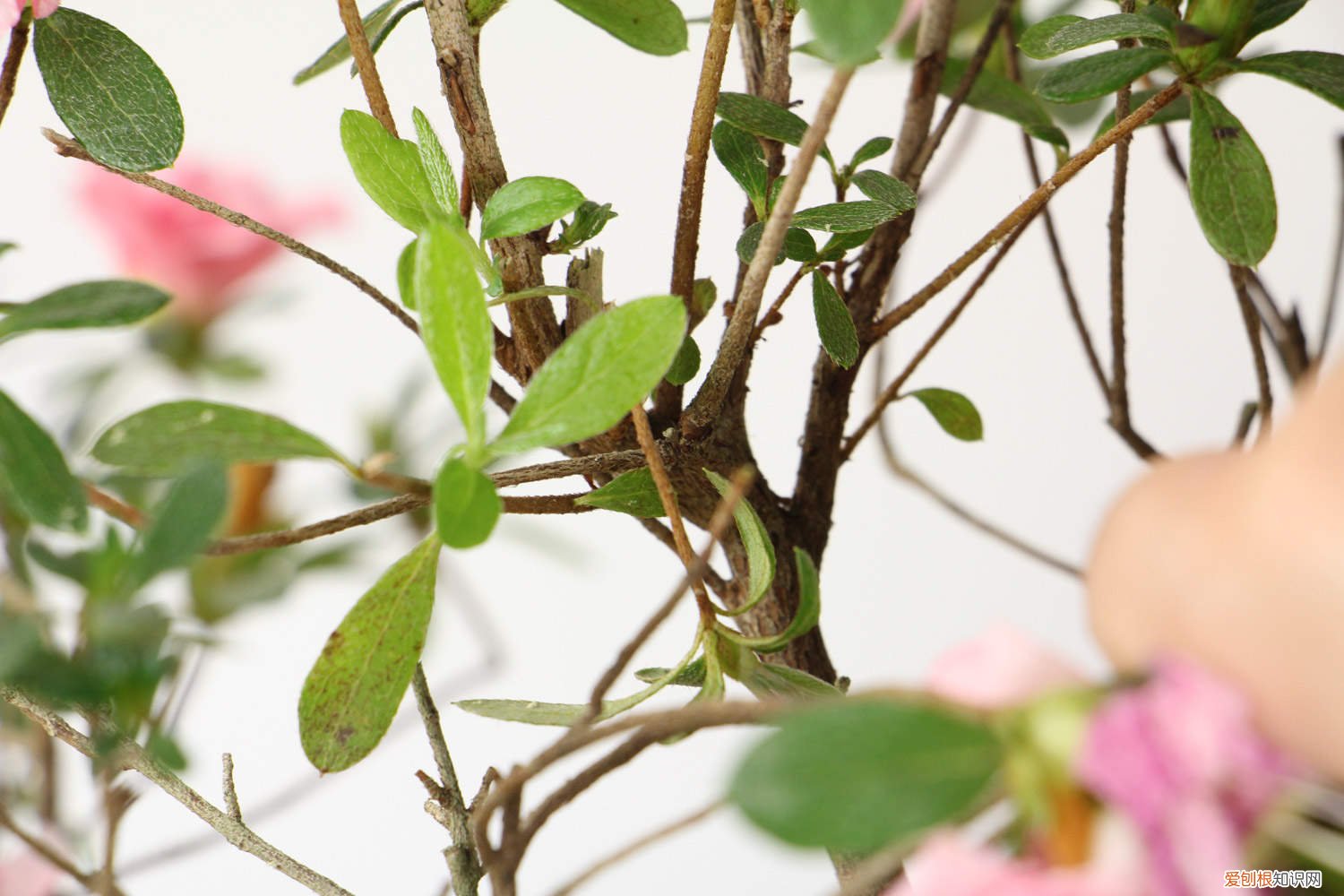 山育杜鹃的养殖方法和技术 山育杜鹃的养殖方法