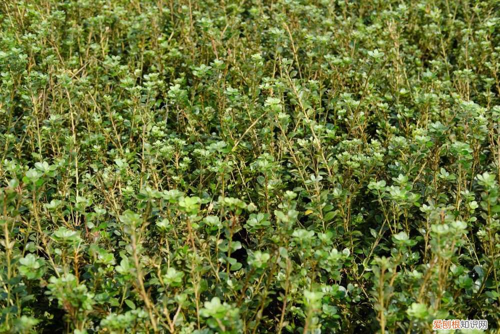 山育杜鹃的养殖方法和技术 山育杜鹃的养殖方法