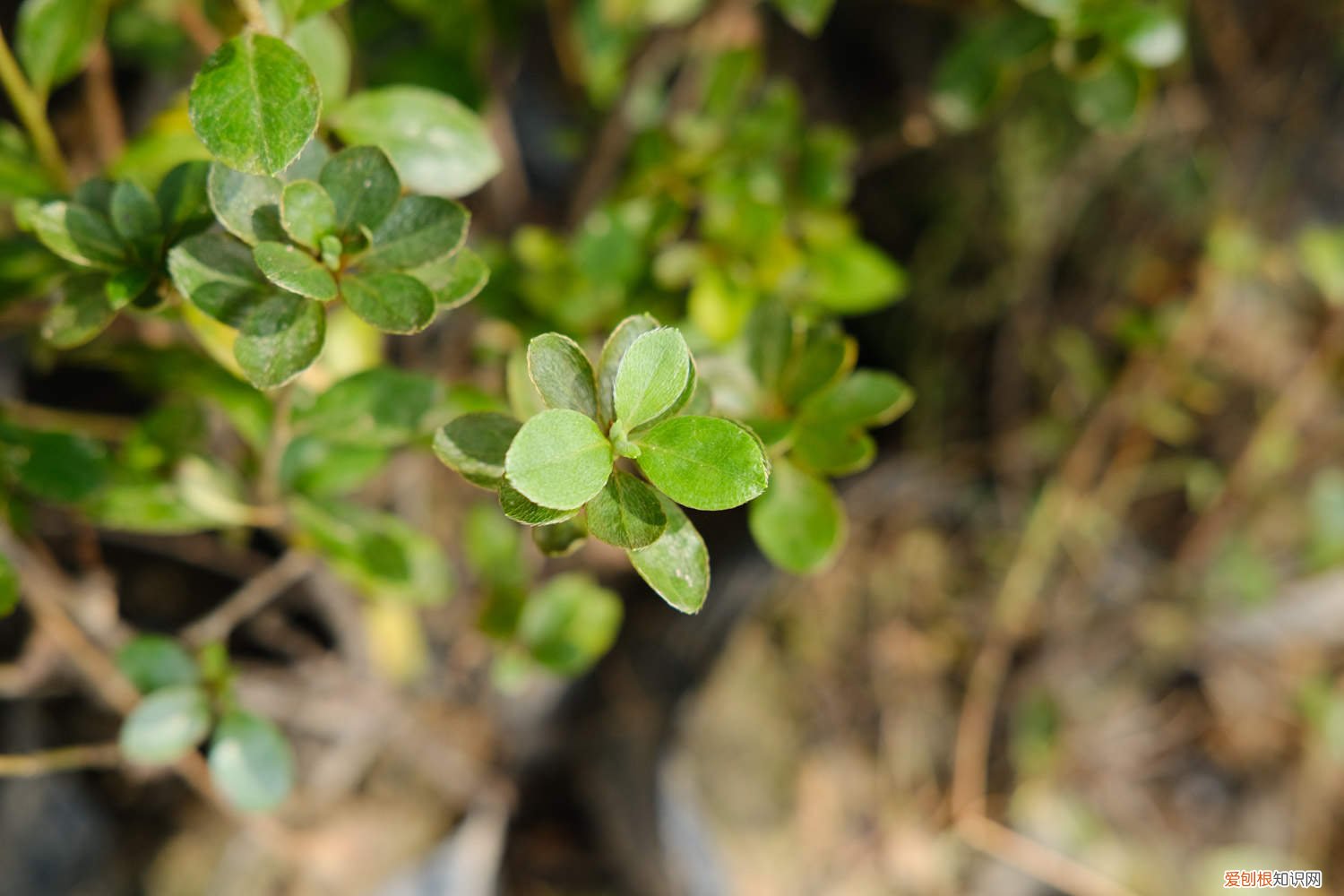 山育杜鹃的养殖方法和技术 山育杜鹃的养殖方法