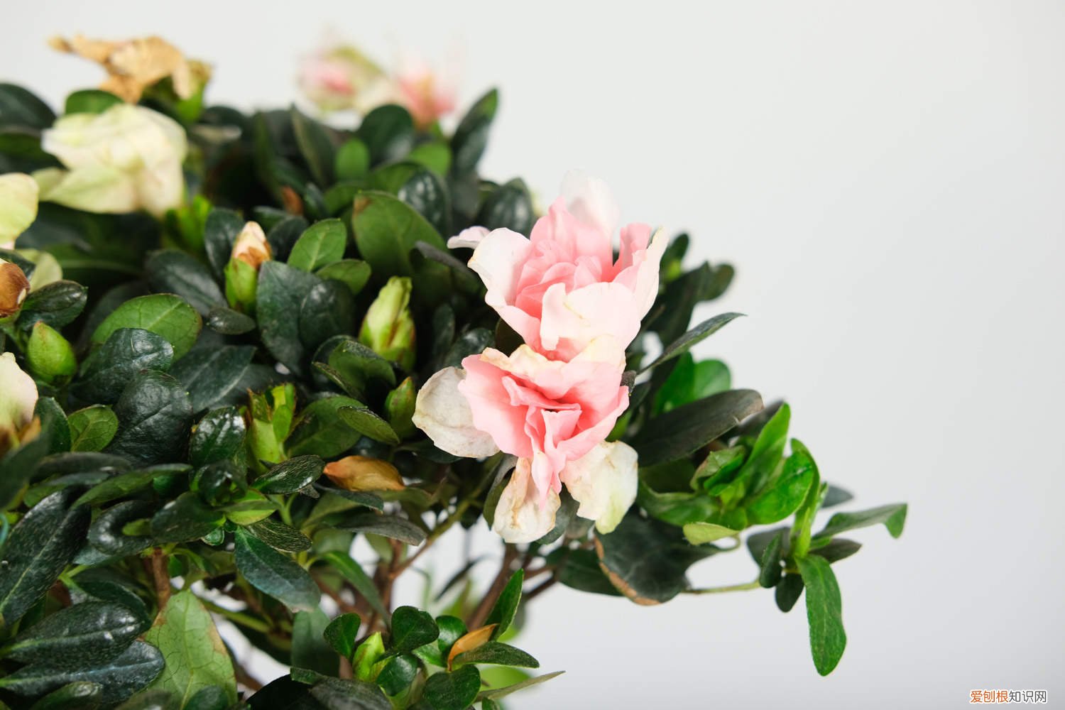 山育杜鹃的养殖方法和技术 山育杜鹃的养殖方法