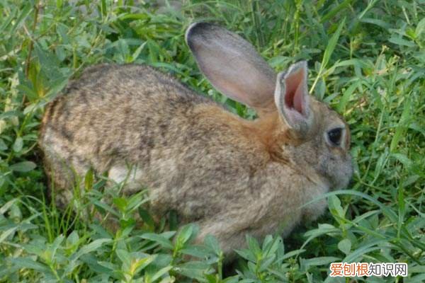 云南花兔一般多少钱，云南花兔多少钱一只