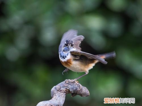 蓝靛颏鸟的饲养，蓝靛颏鸟饲养用什么笼子好