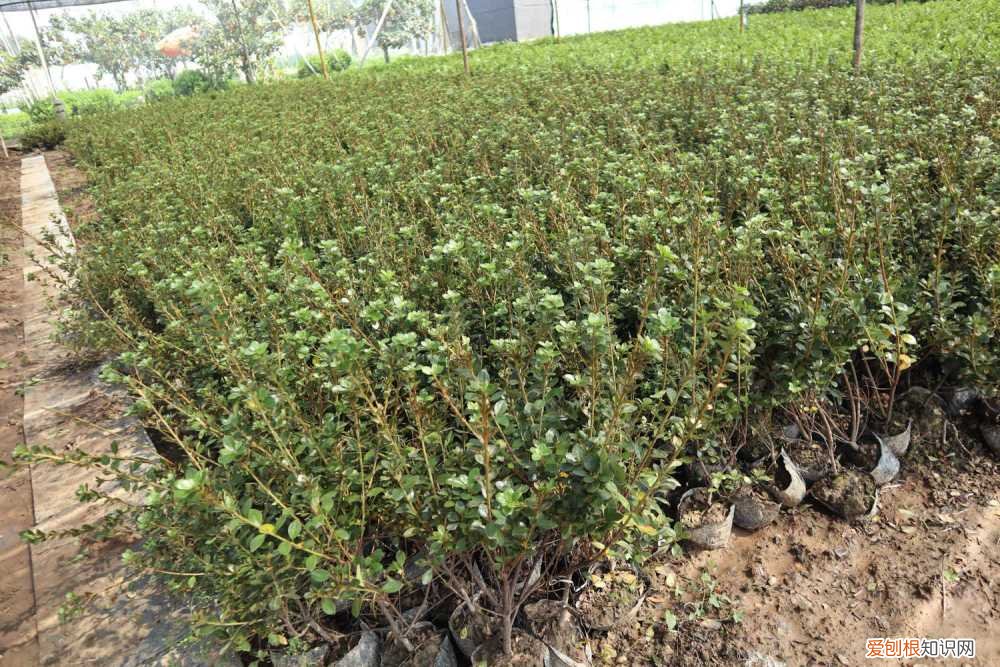 毛杜鹃花的养殖方法 毛肋杜鹃的养殖方法